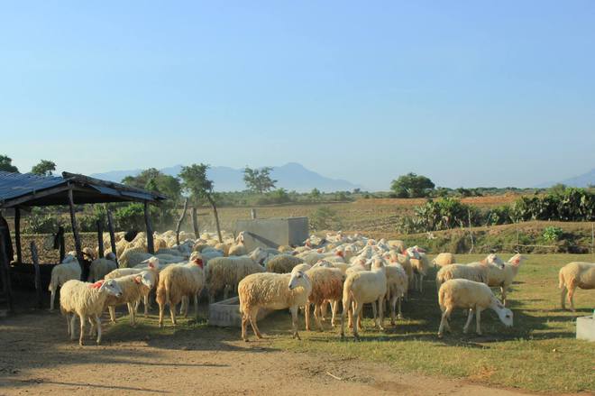 Ninh Thuận được biết đến như một tỉnh có những đàn gia súc lớn. Đặc trưng nhất trong số này là cừu với số lượng lớn nhất cả nước, được nuôi thành những đàn lớn tập trung ở các thôn Nhị Hà, Phước Hữu, huyện Ninh Phước hoặc đường lên vịnh Vĩnh Hy.